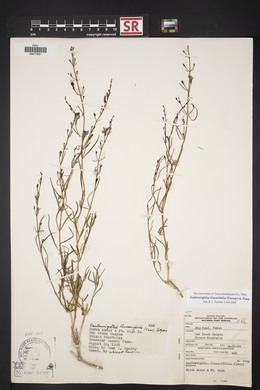 Carlowrightia linearifolia image