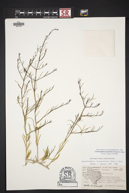 Carlowrightia linearifolia image