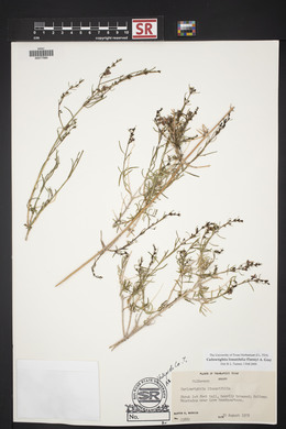 Carlowrightia linearifolia image