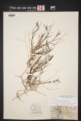 Carlowrightia linearifolia image