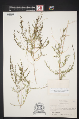 Carlowrightia linearifolia image