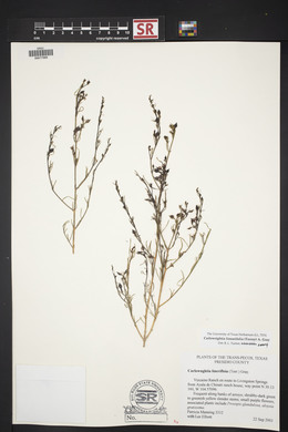 Carlowrightia linearifolia image