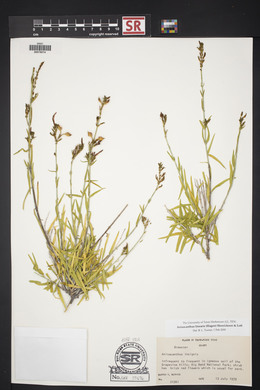 Anisacanthus linearis image