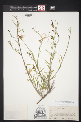 Anisacanthus linearis image