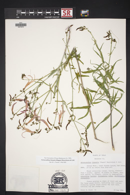 Anisacanthus linearis image