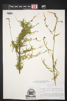 Anisacanthus linearis image