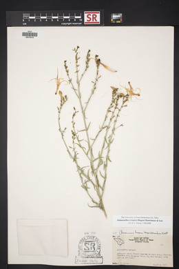 Anisacanthus linearis image