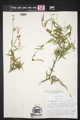 Anisacanthus linearis image