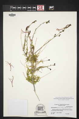 Anisacanthus linearis image