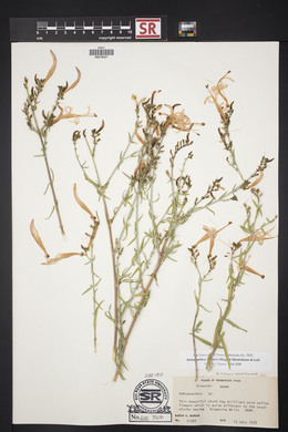 Anisacanthus linearis image