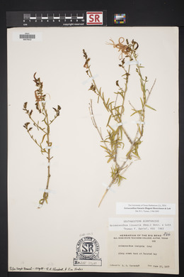 Anisacanthus linearis image