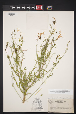 Anisacanthus linearis image