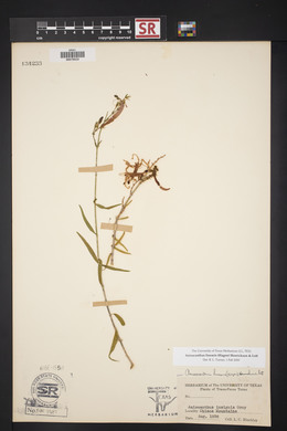 Anisacanthus linearis image