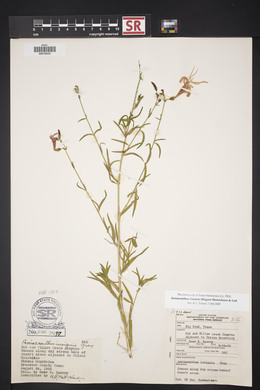 Anisacanthus linearis image