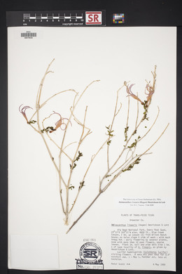 Anisacanthus linearis image