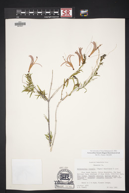 Anisacanthus linearis image