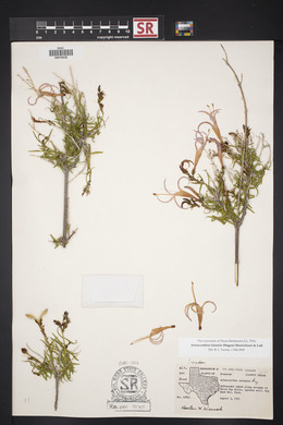 Anisacanthus linearis image