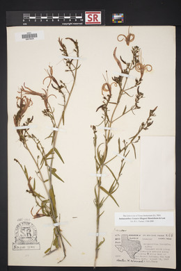 Anisacanthus linearis image