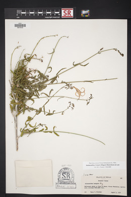 Anisacanthus linearis image