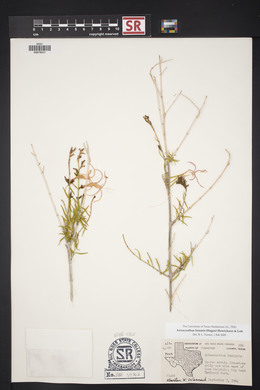 Anisacanthus linearis image