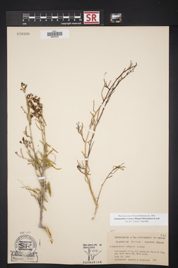 Anisacanthus linearis image