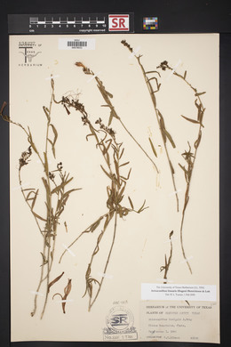 Anisacanthus linearis image