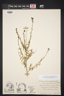 Anisacanthus linearis image