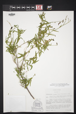 Anisacanthus linearis image