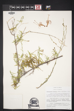 Anisacanthus linearis image