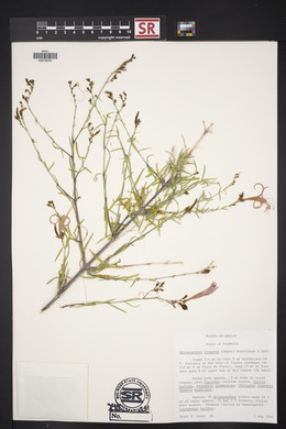 Anisacanthus linearis image