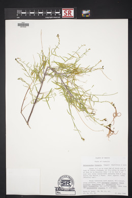 Anisacanthus linearis image