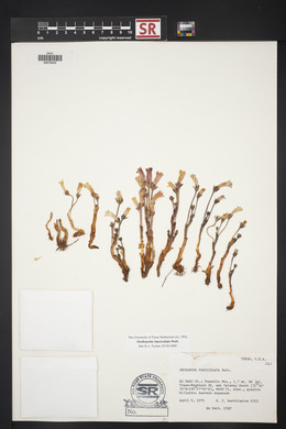 Orobanche fasciculata image