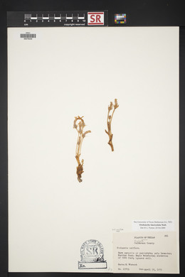 Orobanche fasciculata image