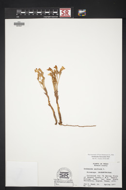 Orobanche fasciculata image