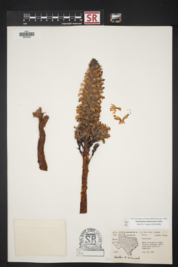 Orobanche ludoviciana image