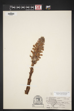 Orobanche ludoviciana image