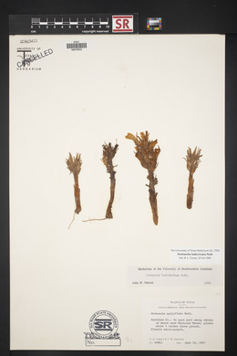 Orobanche ludoviciana image