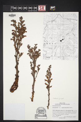 Orobanche cooperi image