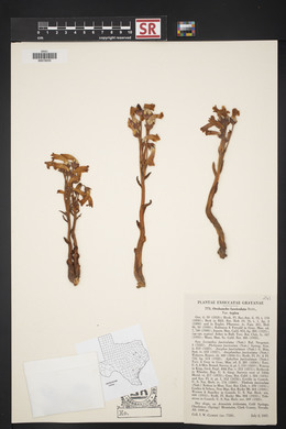 Orobanche fasciculata image