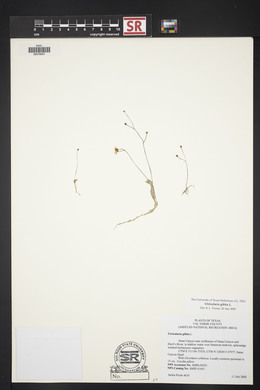 Utricularia gibba image