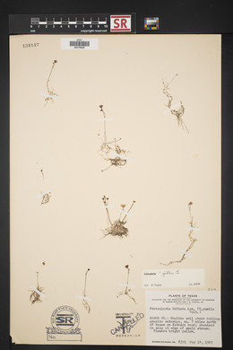 Utricularia gibba image