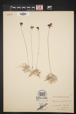 Utricularia cornuta image