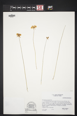 Utricularia cornuta image