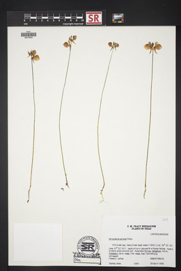 Utricularia cornuta image