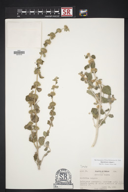 Marrubium vulgare image