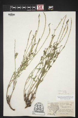 Verbena neomexicana image