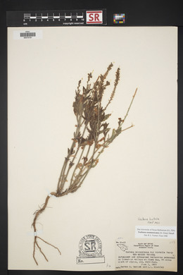 Verbena neomexicana image