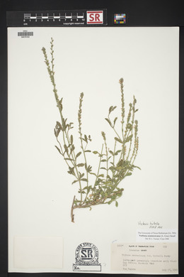 Verbena neomexicana image