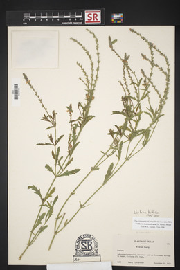 Verbena neomexicana image