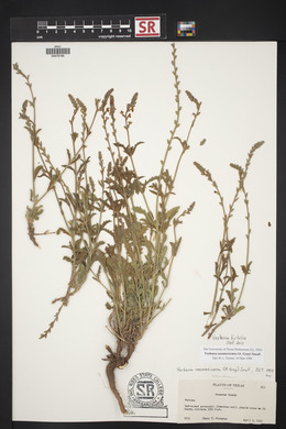 Verbena neomexicana image